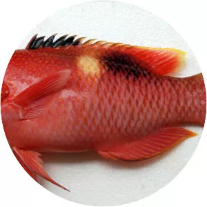 Bodianus perditio
