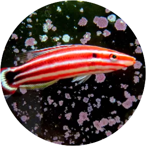Bodianus