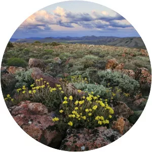 Bodie Hills - Mountain range in California