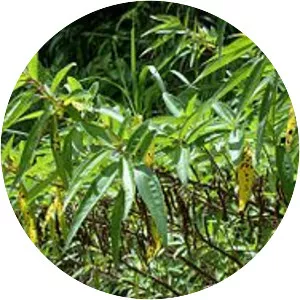 Boehmeria densiflora - 