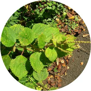 Boehmeria longispica - 