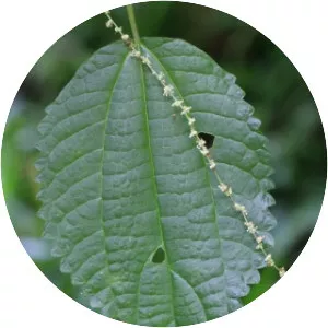 Boehmeria macrophylla