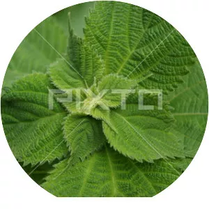 Boehmeria nivea var. nipononivea - Plants