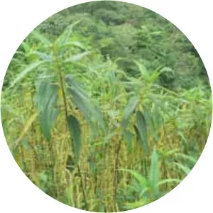 Boehmeria penduliflora - 