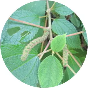 Boehmeria platyphylla