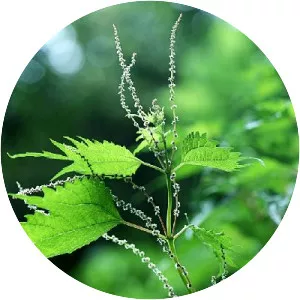 Boehmeria tricuspis - Plants