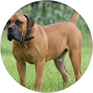 Boerboel