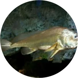 Boesemania microlepis