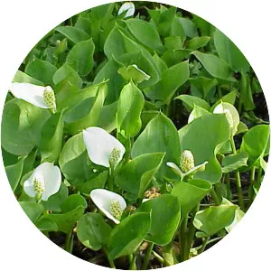 Bog arum (Calla)