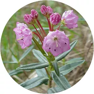 Bog laurel