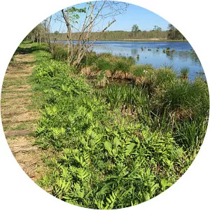 Bog Meadow Brook Nature Trail - 