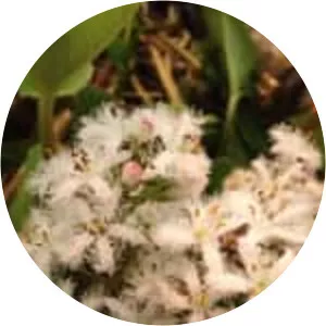 Bogbean - Plants