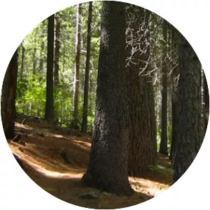 Boggs Mountain Demonstration State Forest - 