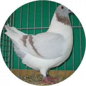 Bohemian pigeon