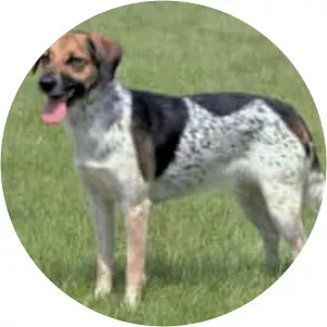 Bohemian Spotted Dog