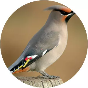 Bohemian waxwing