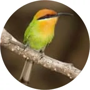 Böhm's bee-eater