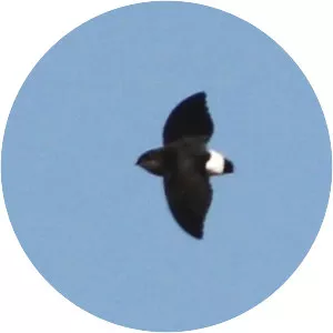 Böhm's spinetail - Bird