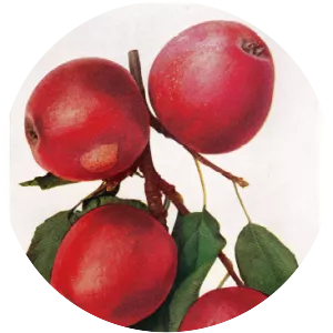 Böhmischer Roter Jungfernapfel