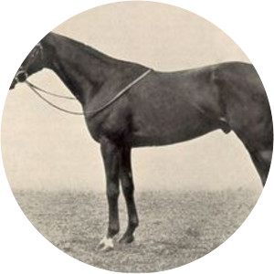 Bois Roussel - Horse