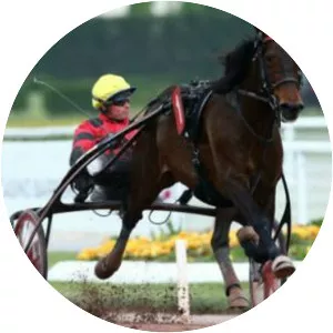 Bold Eagle - Organism