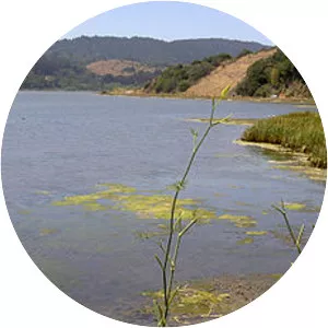 Bolinas Lagoon - 