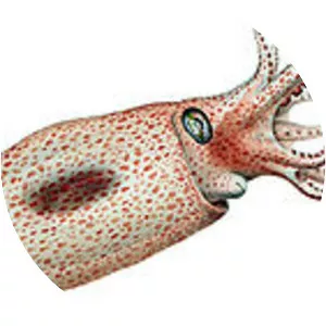 Bolitaeninae - Animal