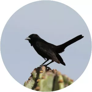 Bolivian blackbird