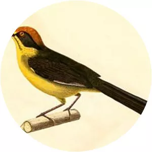 Bolivian brush finch