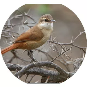 Bolivian earthcreeper