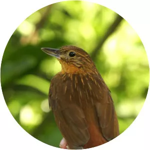 Bolivian recurvebill - 