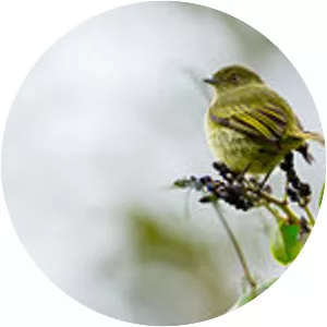 Bolivian tyrannulet - Bird