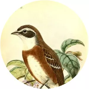 Bolivian warbling finch