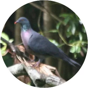 Bolle's pigeon