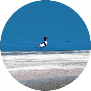 Böllük Lake (Böllük Gölü)