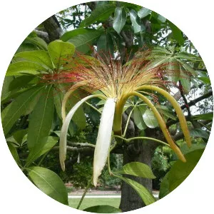 Bombacaceae - Plants