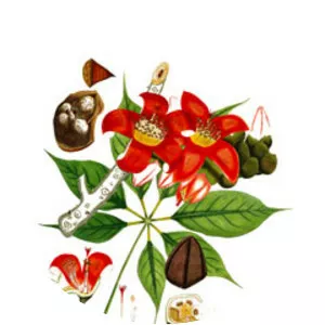 Bombax ceiba - Plants