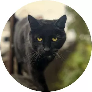 Bombay cat