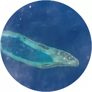 Bombay Reef - Island in the South China Sea