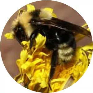 Bombus insularis