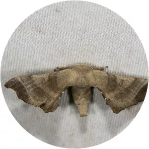 Bombyx mandarina