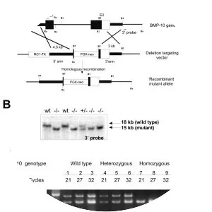 Bone morphogenetic protein 10 - 