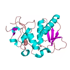 Bone morphogenetic protein 1 - 