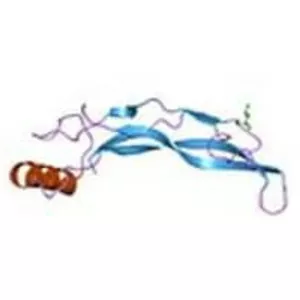 Bone morphogenetic protein 2 - 