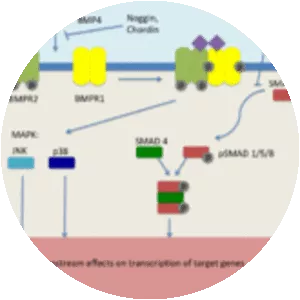Bone morphogenetic protein 4 - 
