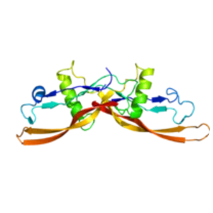 Bone morphogenetic protein 6 - 