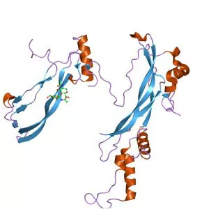 Bone morphogenetic protein 7