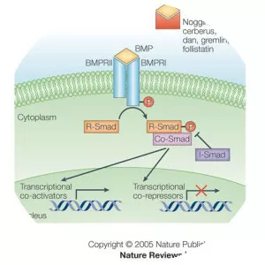 Bone morphogenetic protein - 