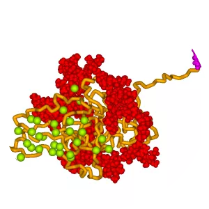 Bone sialoprotein