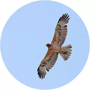 Bonelli's eagle